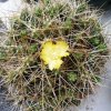 Tephrocactus_russelli_1